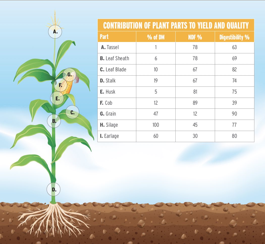 Contribution of plant parts to yield and quality